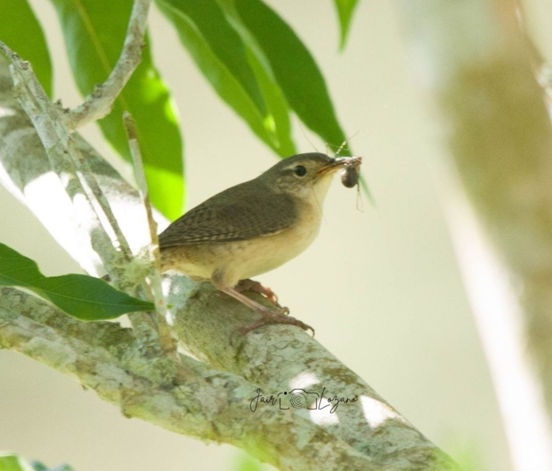 Southern House Wren - ML646130938