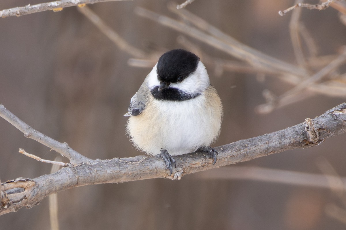 Black-capped Chickadee - ML646130939