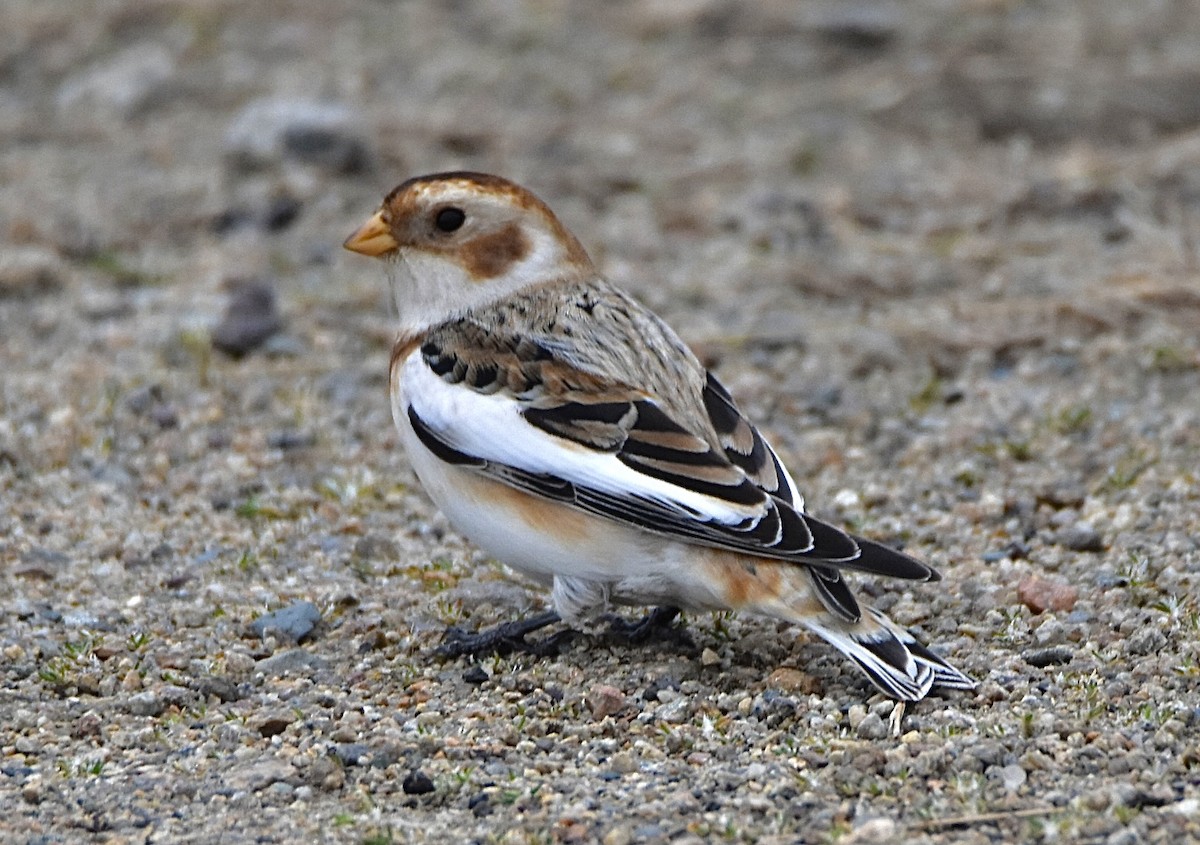 Snow Bunting - ML646130945