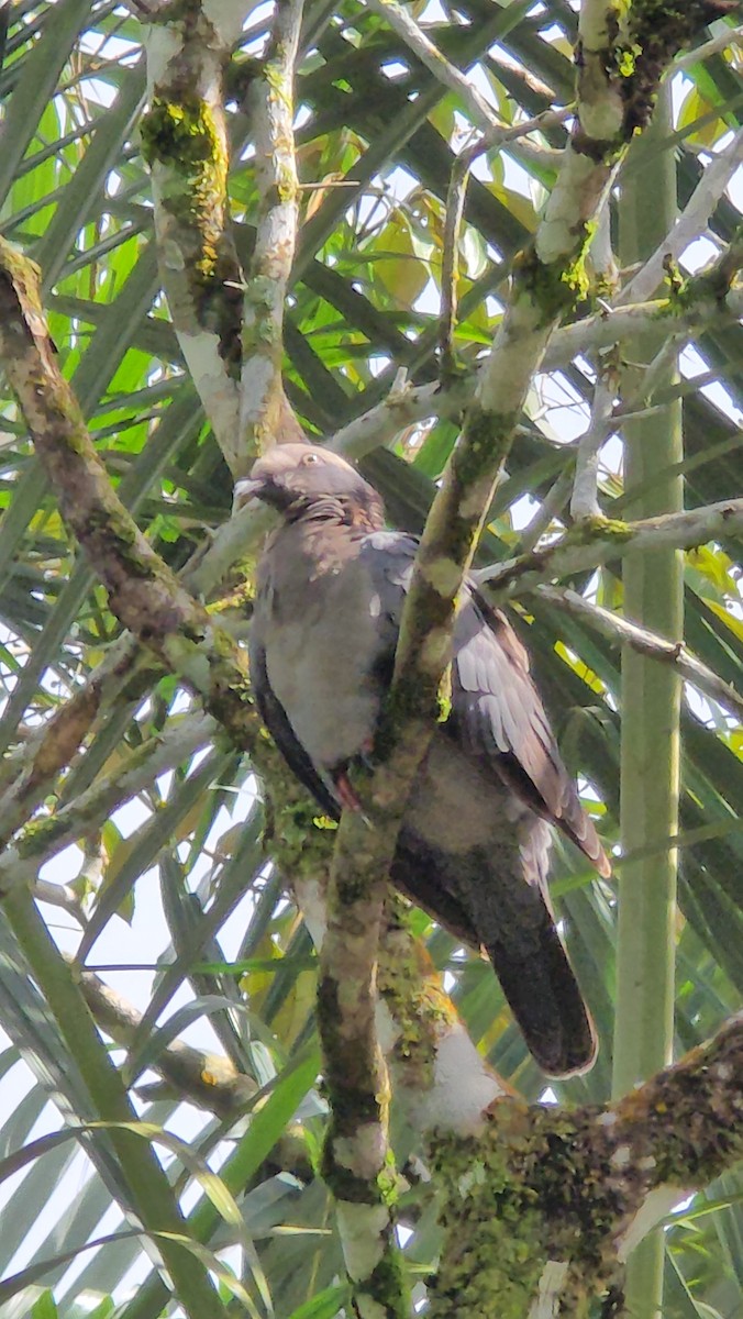 holub antilský - ML646130951