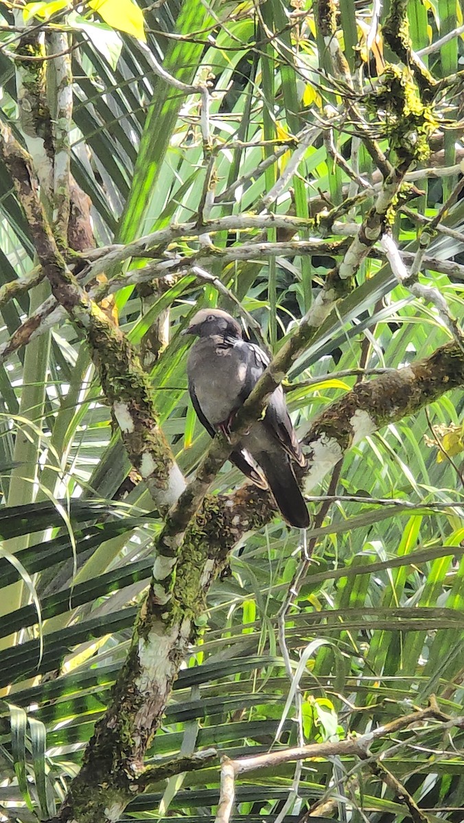 holub antilský - ML646130952