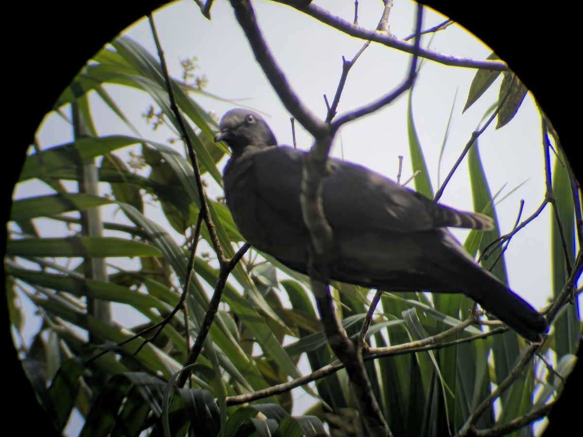 holub antilský - ML646130953