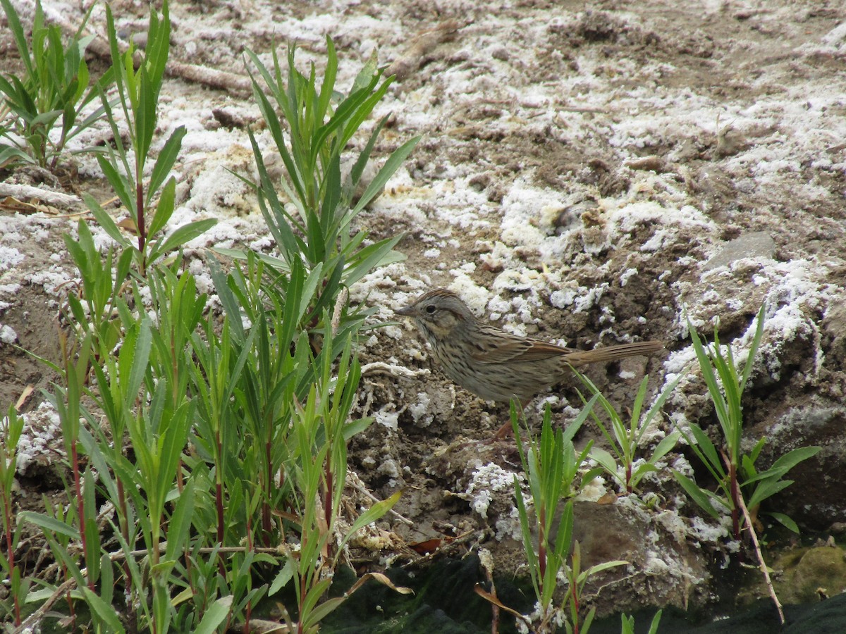 strnadec pruhohlavý - ML646130959