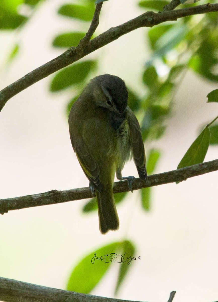 Красноглазый виреон - ML646130961