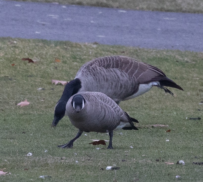 Харлаг галуу - ML646130962