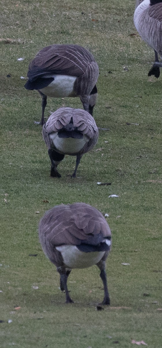 Харлаг галуу - ML646130963