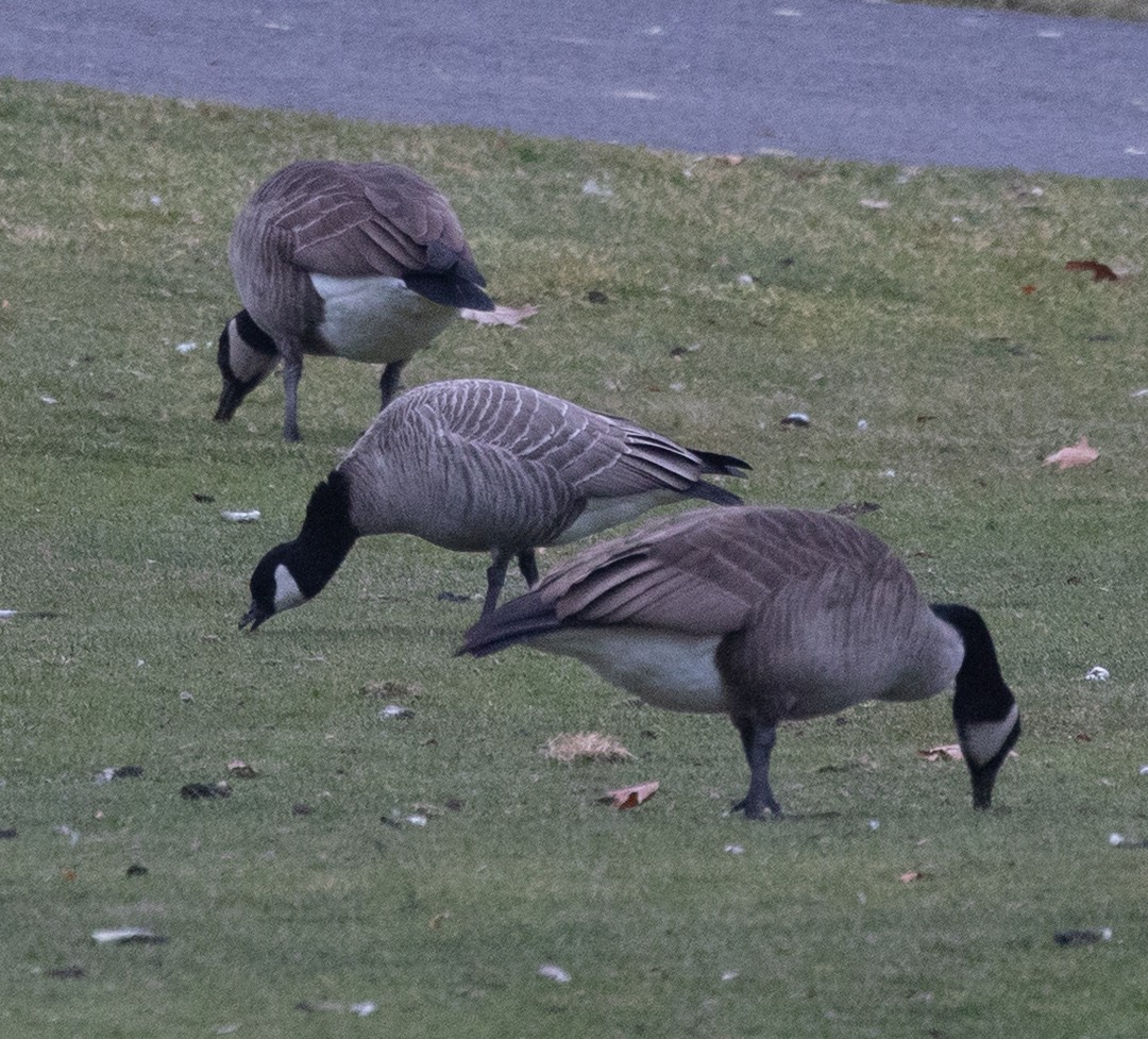Харлаг галуу - ML646130964