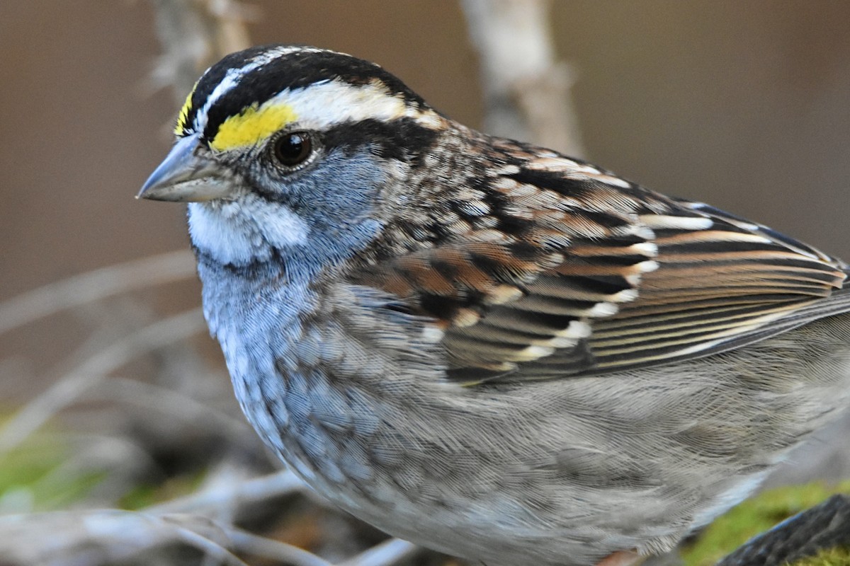 White-throated Sparrow - ML646130965