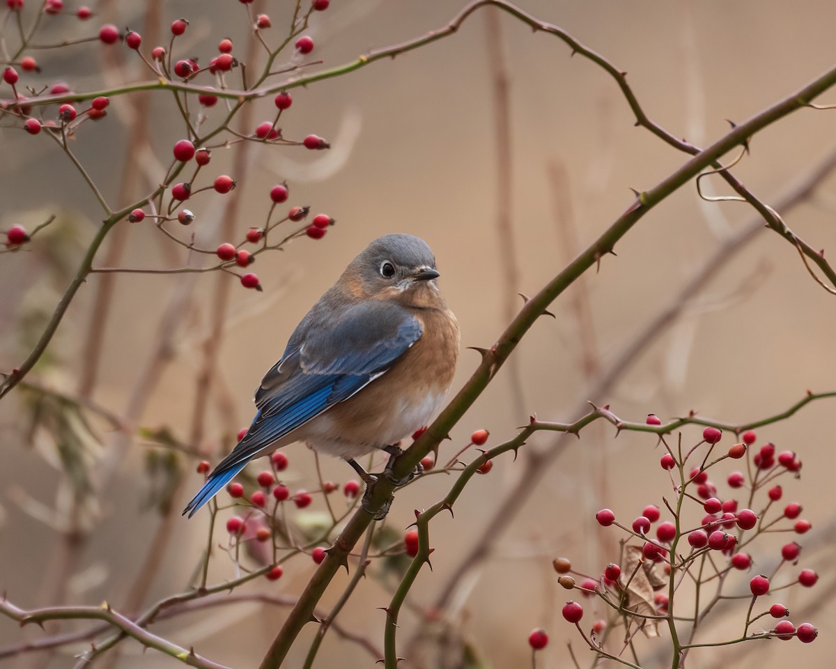 Eastern Bluebird - ML646130966