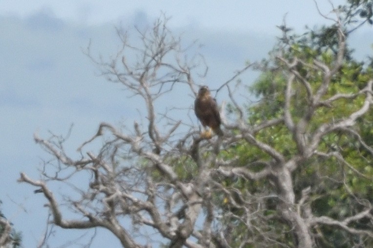 Common Buzzard (Steppe) - ML646130969
