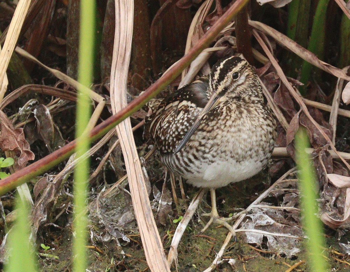 eBird Checklist - 30 Nov 2025 - Green Cay Wetlands & Nature Center - 43 ...