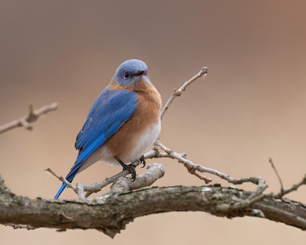 Eastern Bluebird - ML646130971