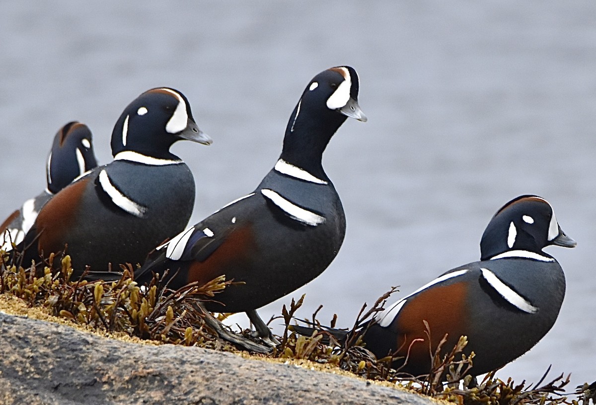 Harlequin Duck - ML646130981