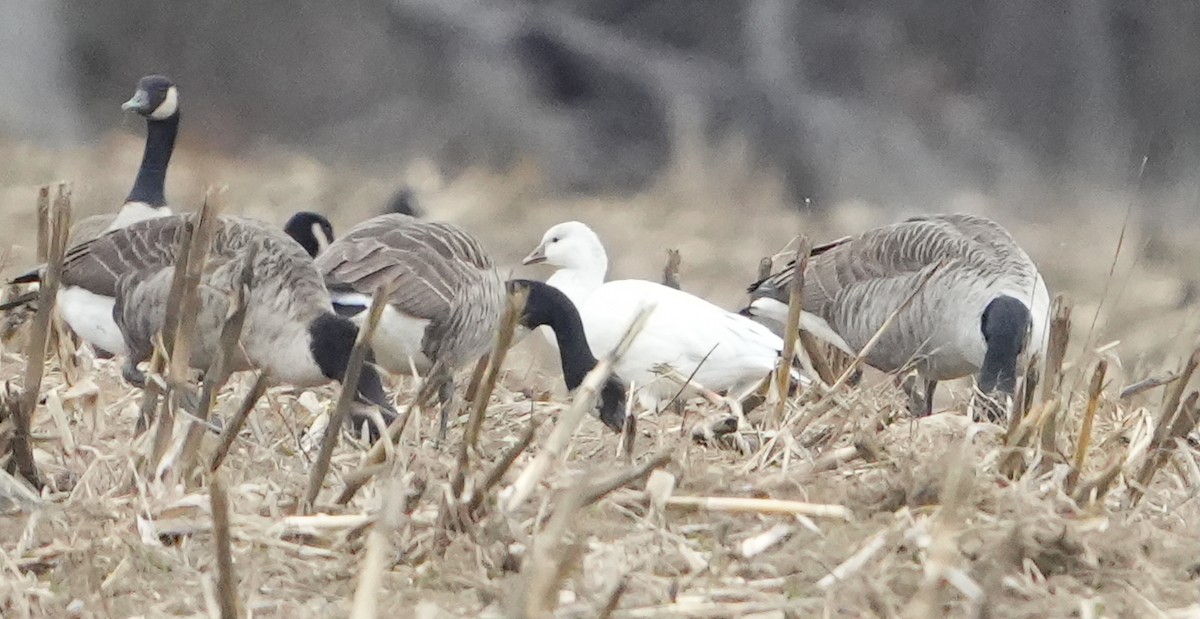 Ross's Goose - ML646130982