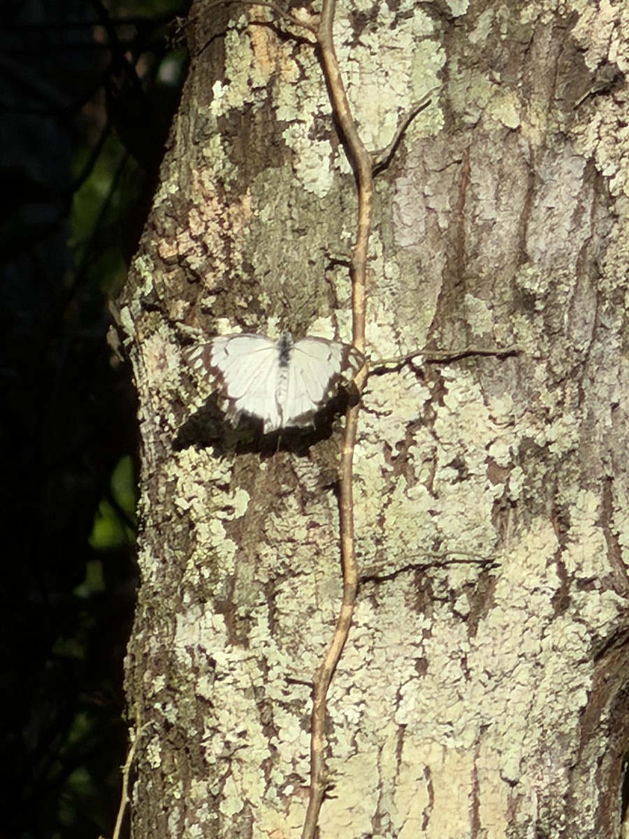 Insects - ML646130988