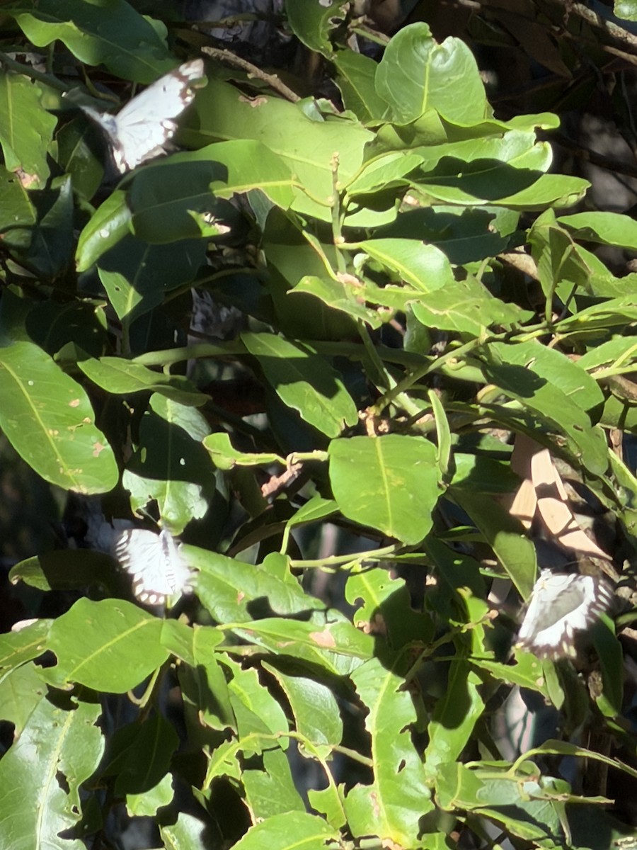 Insects - ML646130989