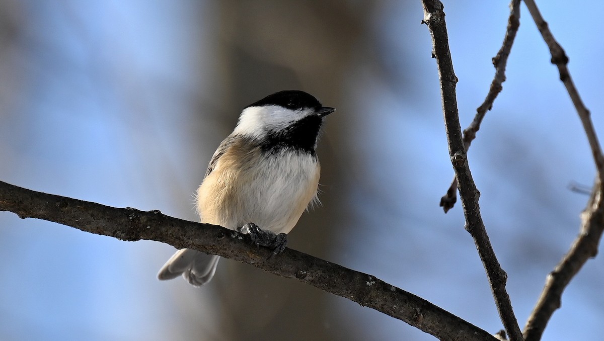 Black-capped Chickadee - ML646130990