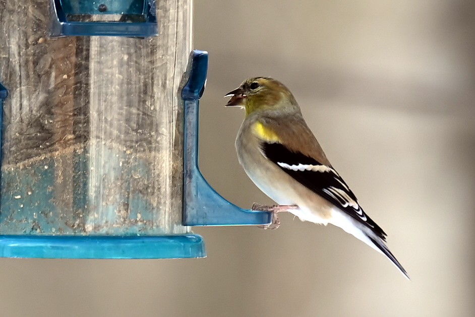 American Goldfinch - ML646130995
