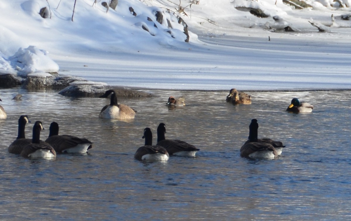 Green-winged Teal - ML646131003