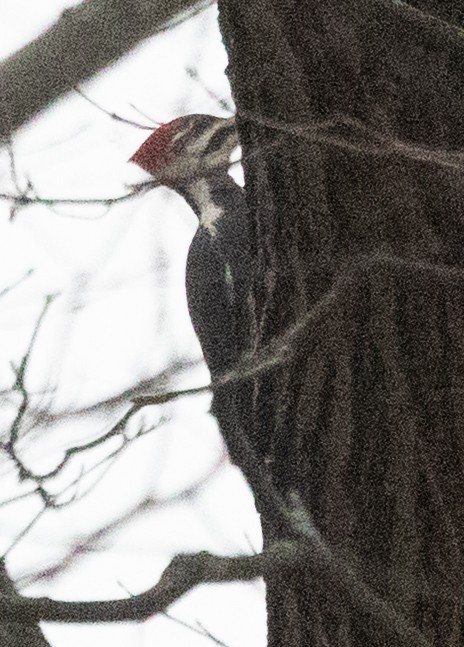 Pileated Woodpecker - ML646131028