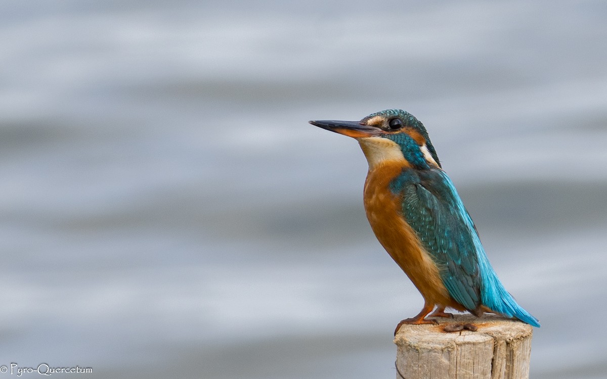 Common Kingfisher - ML646131031