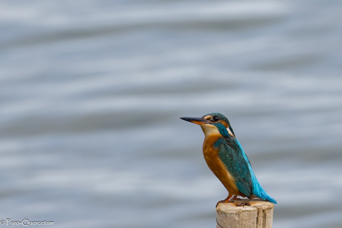 Common Kingfisher - ML646131032