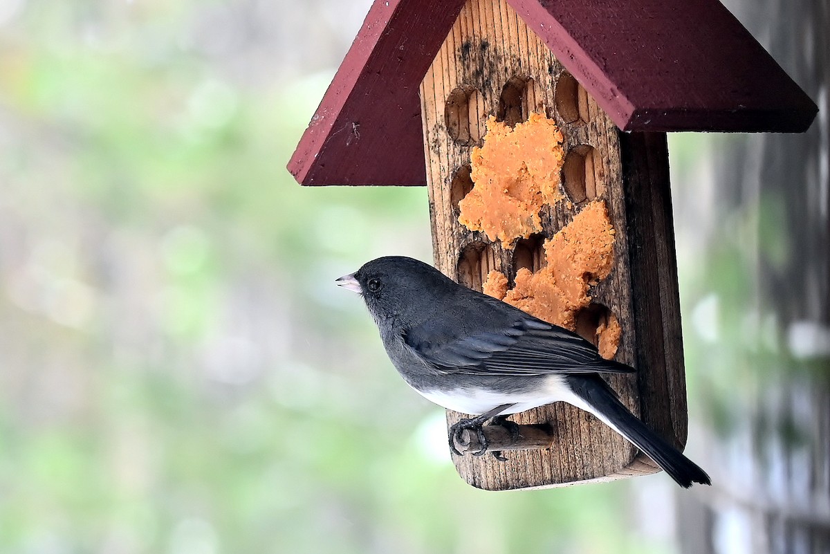 Dark-eyed Junco - ML646131033