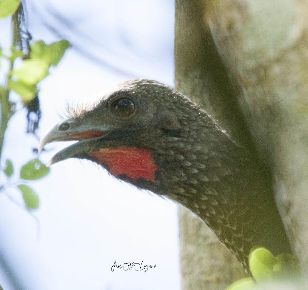 Colombian Chachalaca - ML646131038