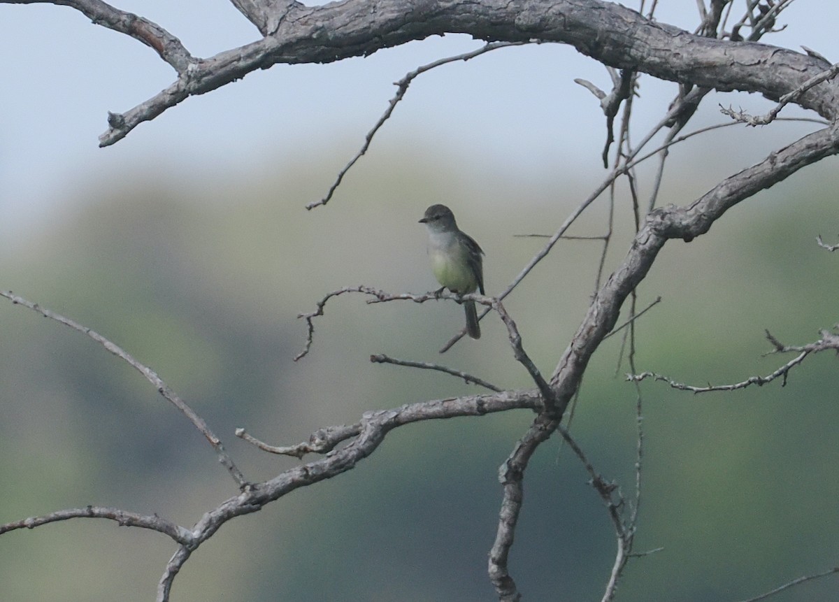 Тиранчик-короткодзьоб південний - ML646131041