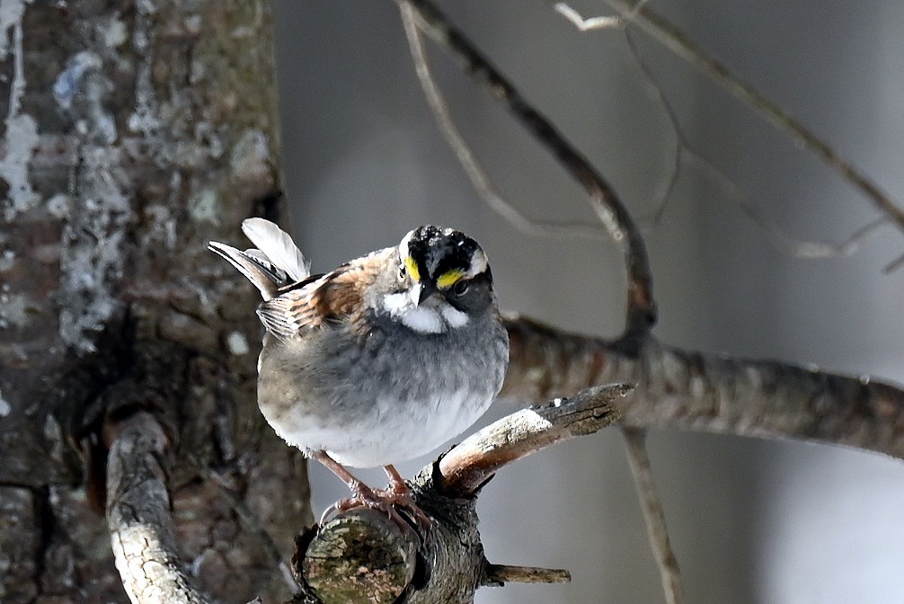 White-throated Sparrow - ML646131042