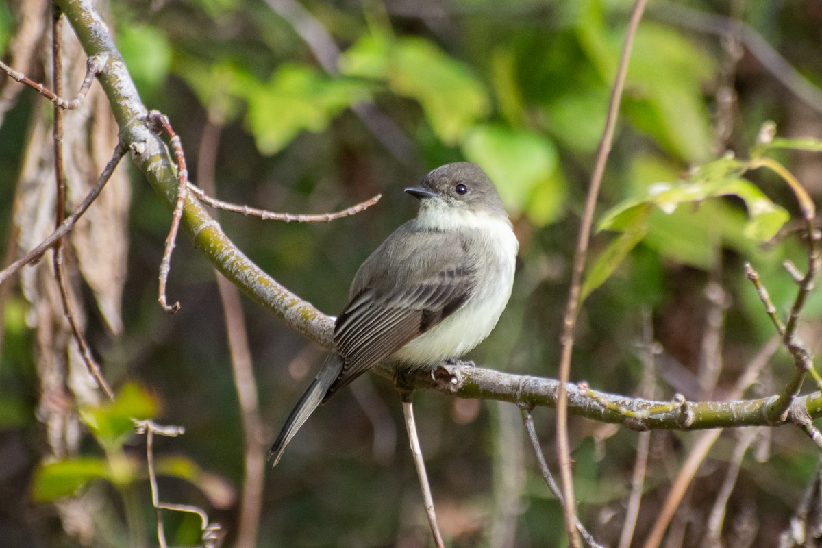 Eastern Phoebe - ML646131045
