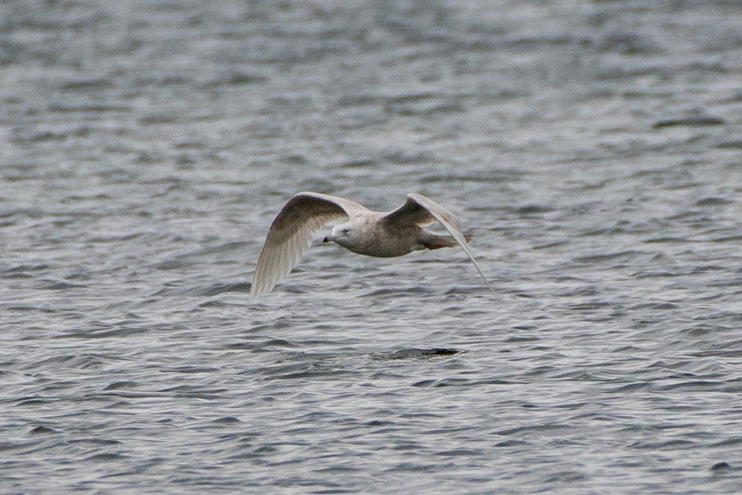 Gavión Hiperbóreo - ML646131046