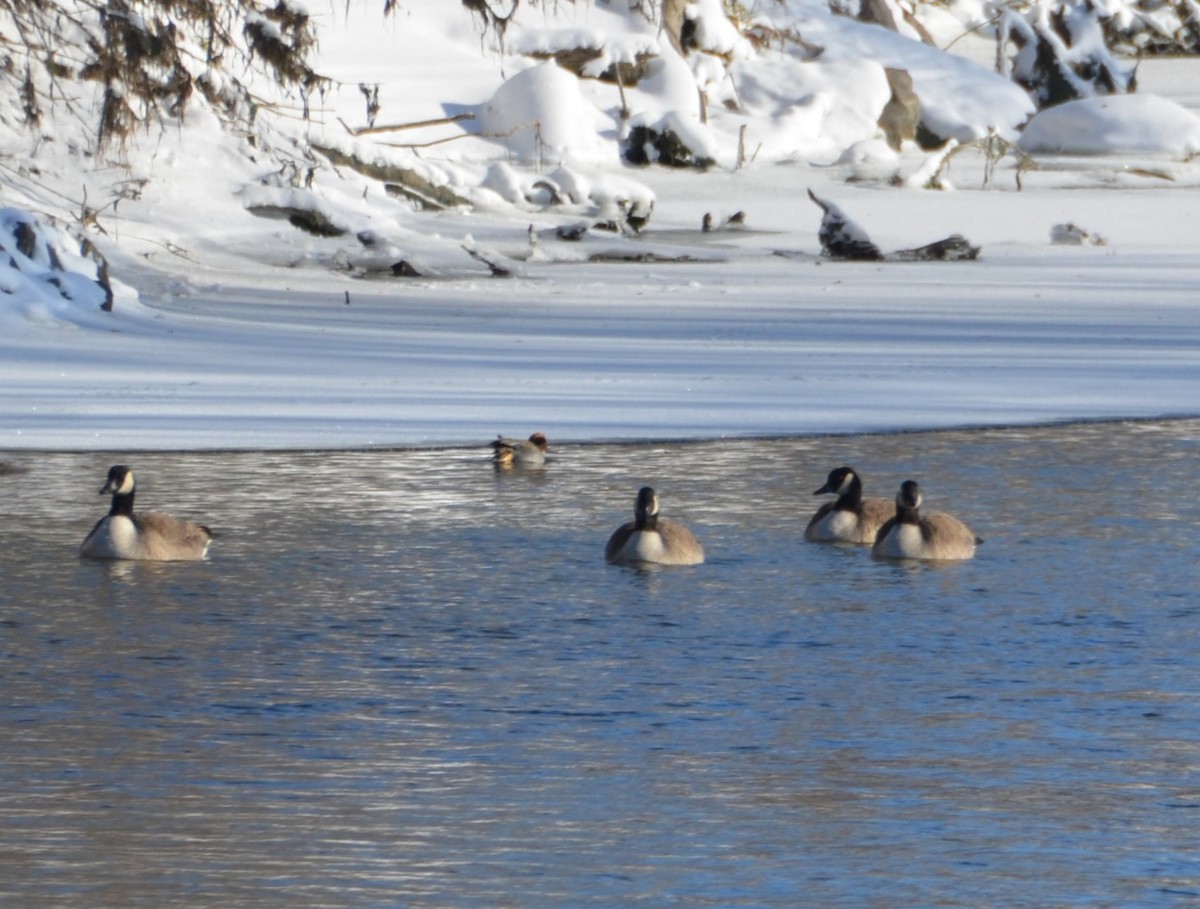 Green-winged Teal - ML646131047