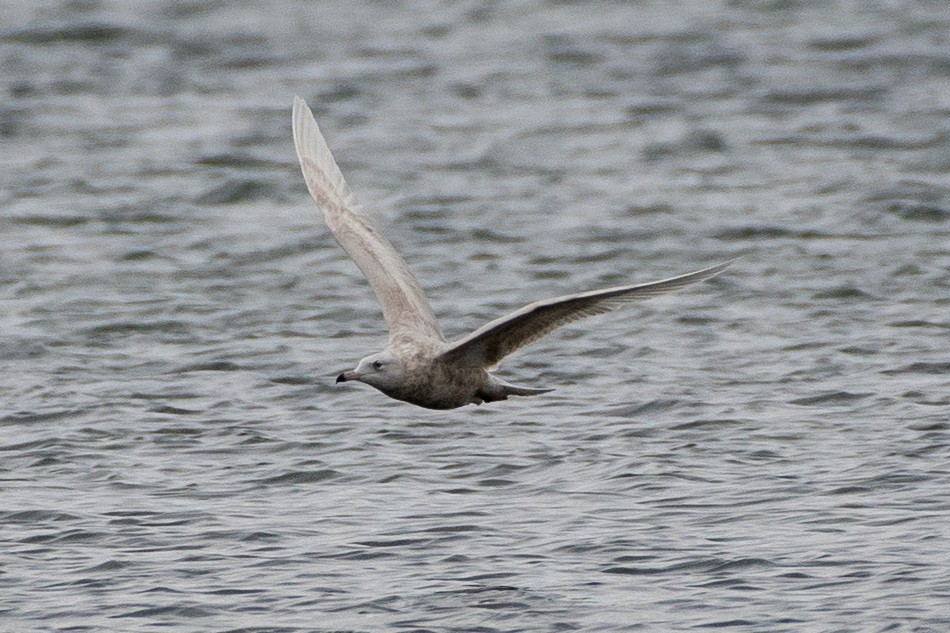 Gavión Hiperbóreo - ML646131048