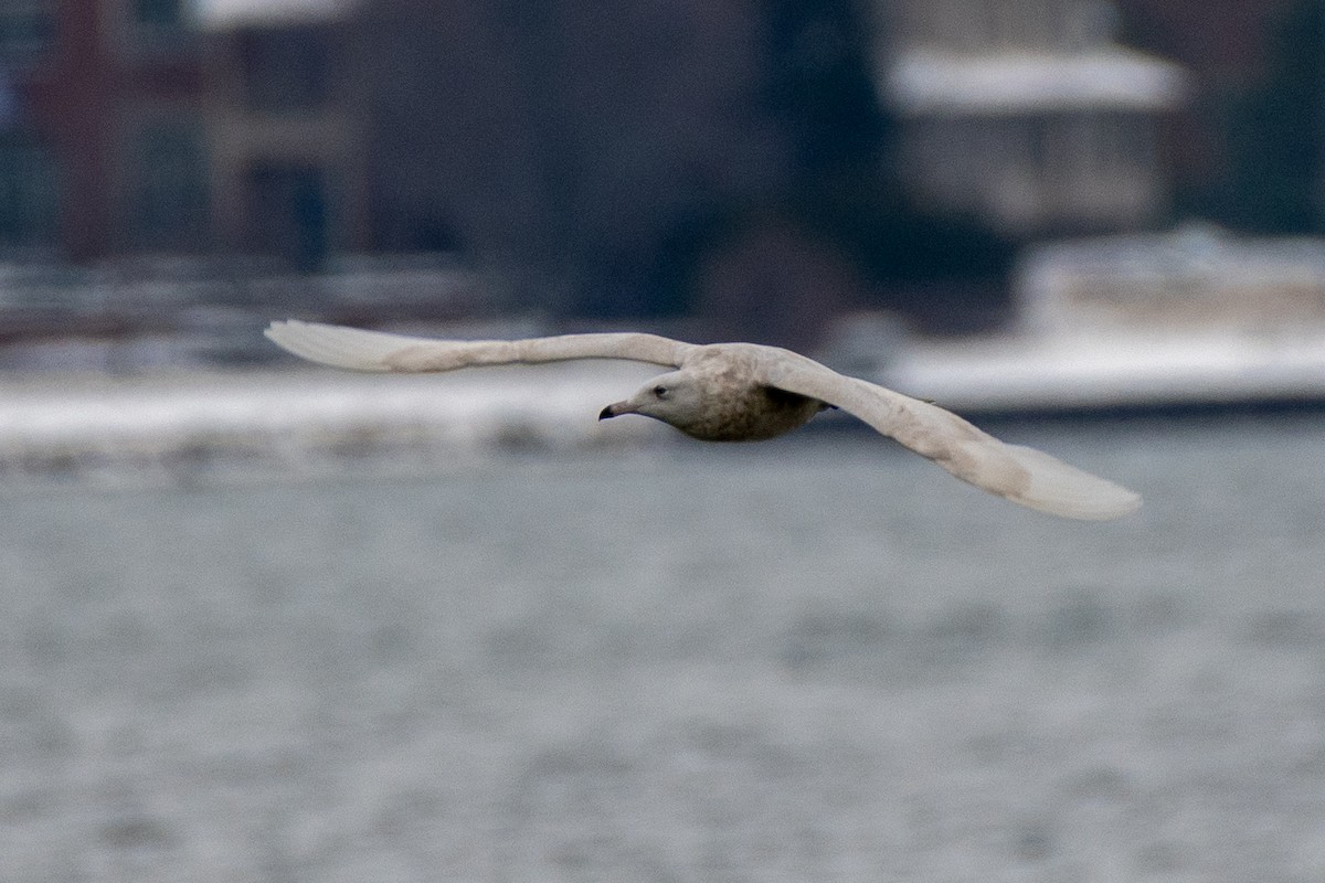 Gavión Hiperbóreo - ML646131050