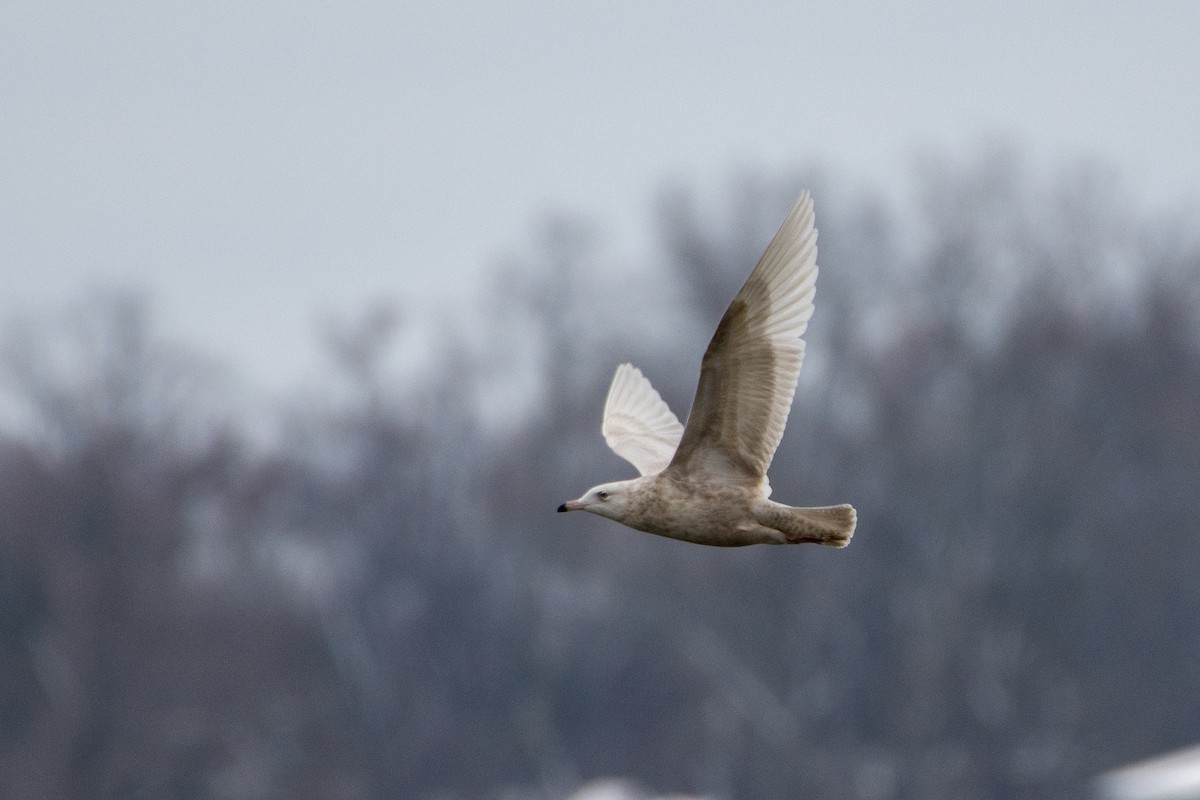 Gavión Hiperbóreo - ML646131051