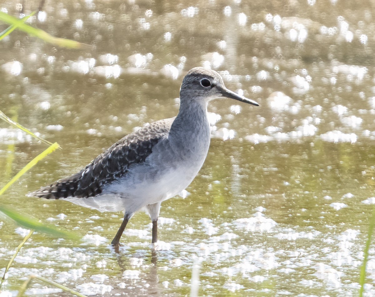 vodouš bahenní - ML646131053