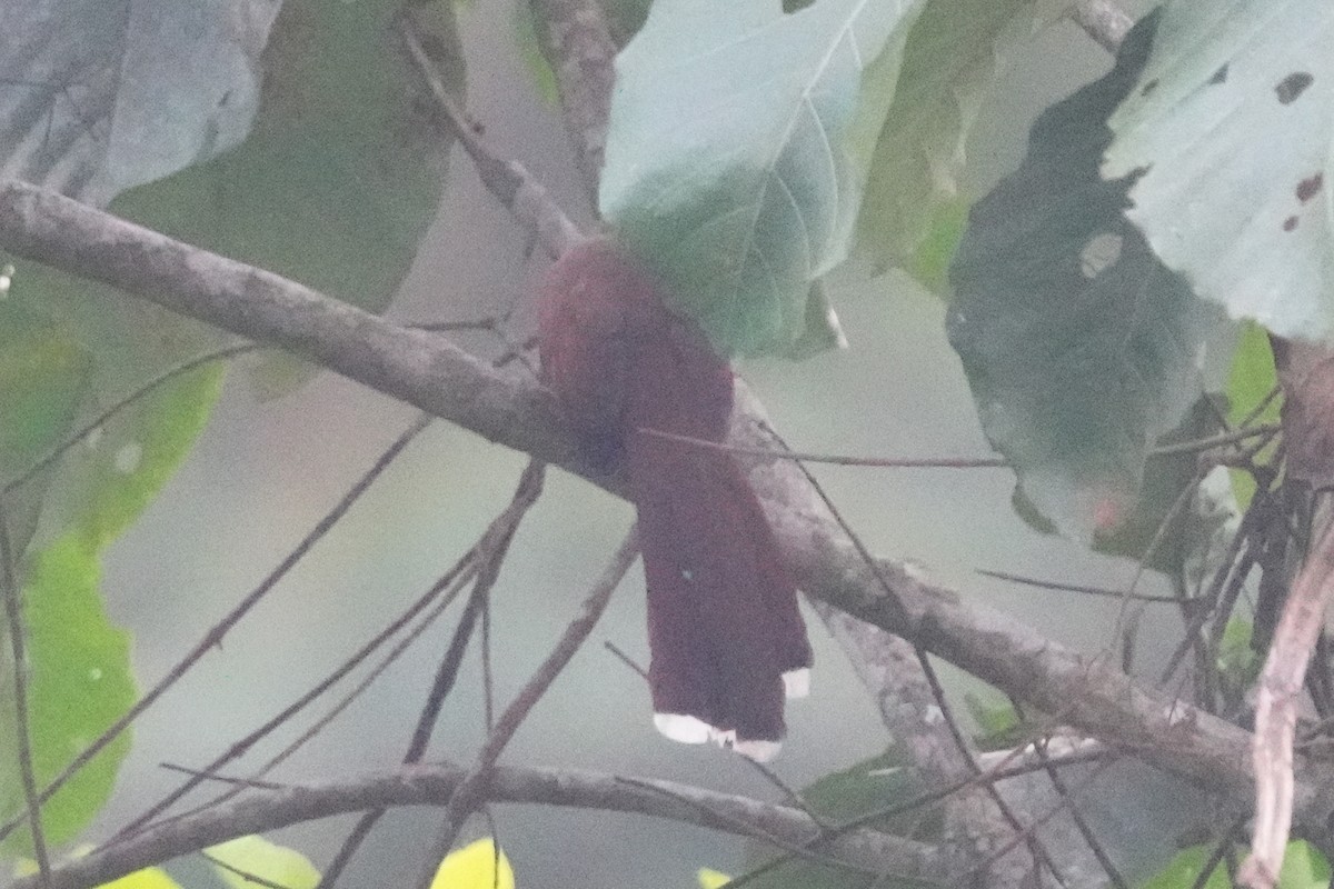 Common Squirrel-Cuckoo - ML646131059