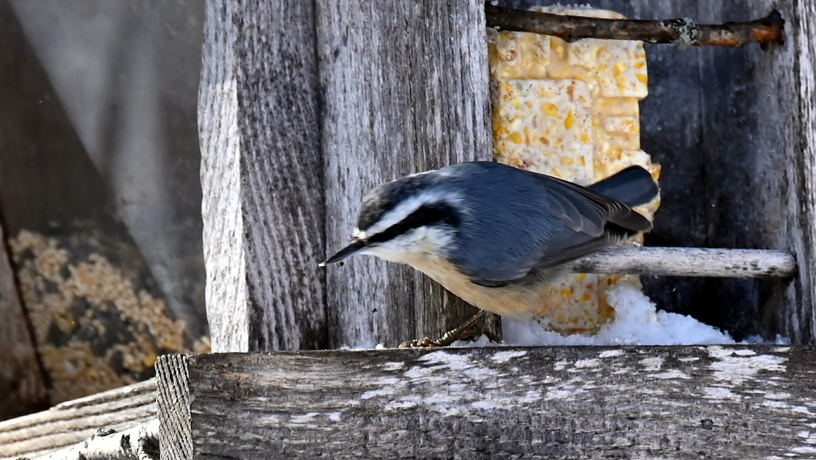 Red-breasted Nuthatch - ML646131060