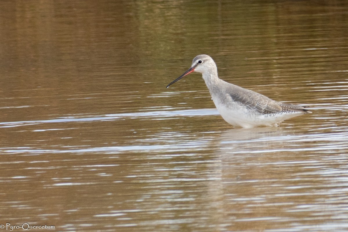 Spotted Redshank - ML646131061
