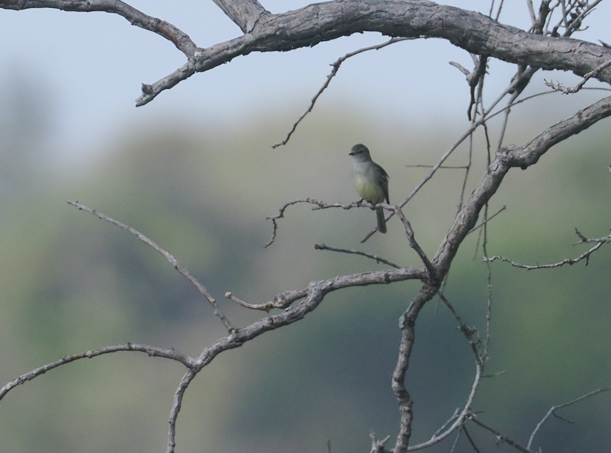 Тиранчик-короткодзьоб південний - ML646131062