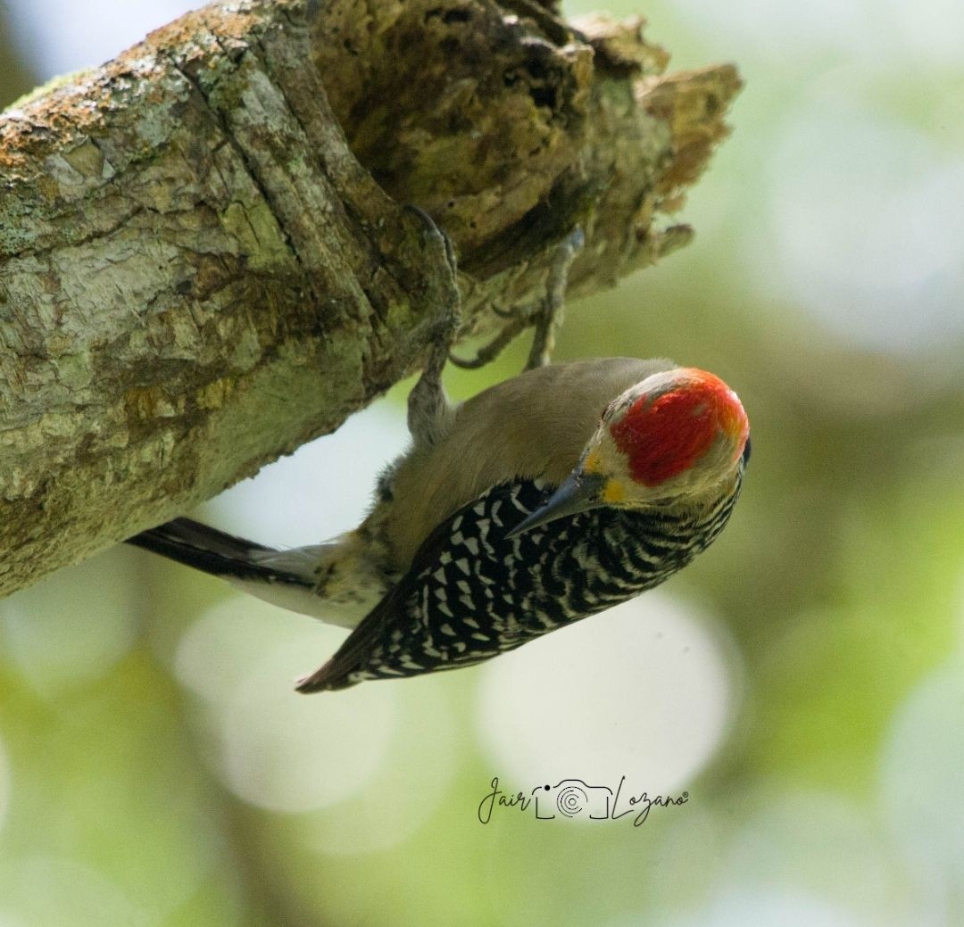 Red-crowned Woodpecker - ML646131068