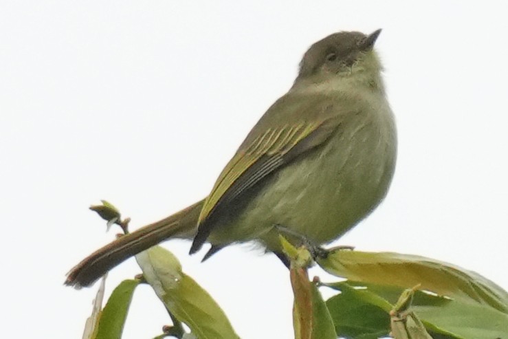 Bolivian Tyrannulet - ML646131077