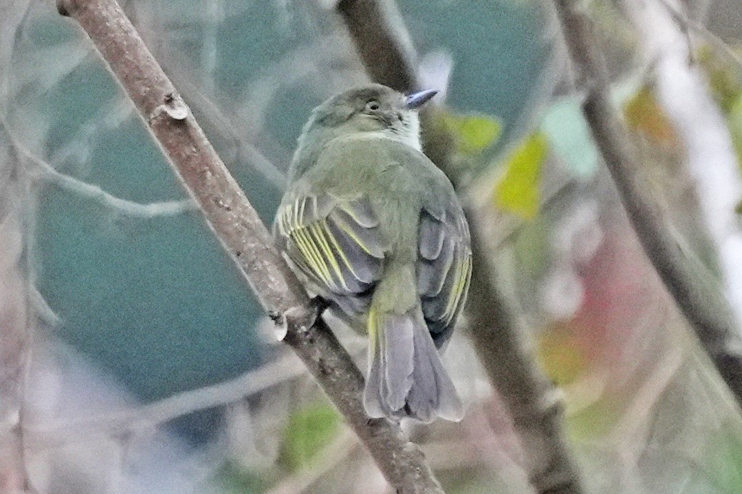 Bolivian Tyrannulet - ML646131078