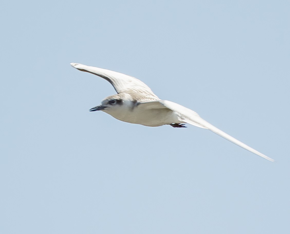 rybák bahenní - ML646131080