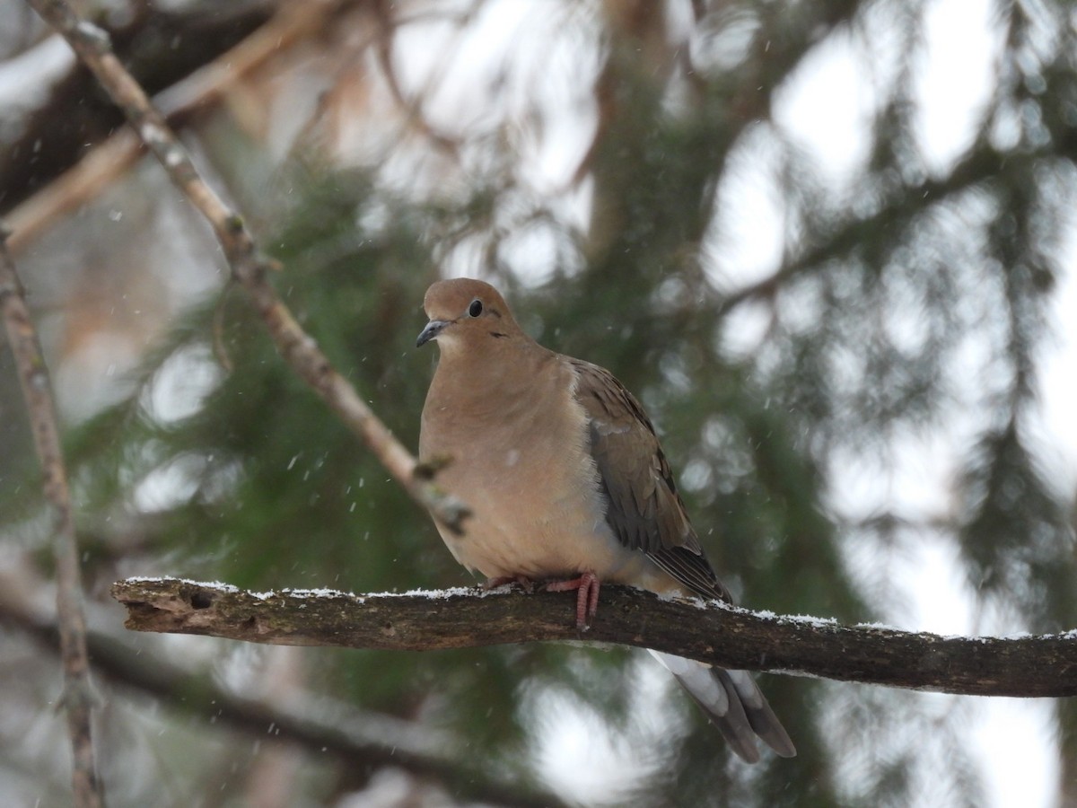 Mourning Dove - ML646131082