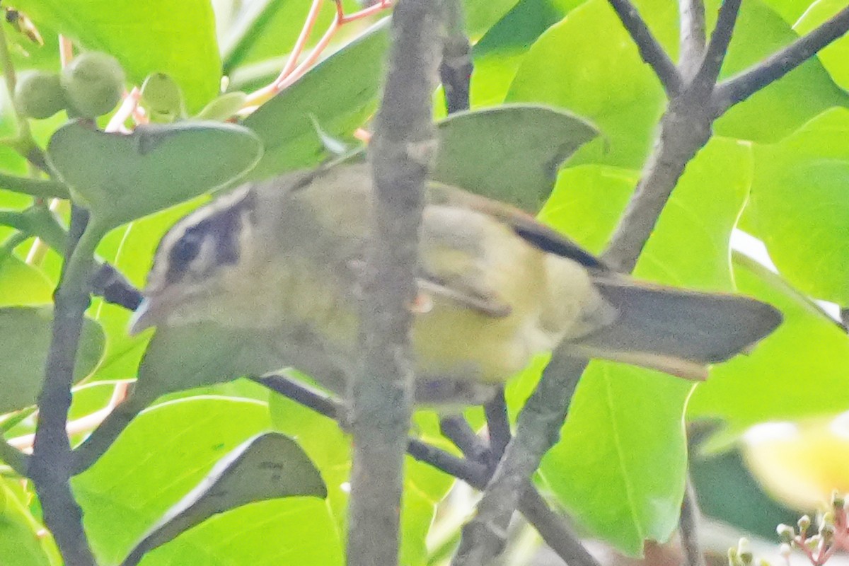 Three-striped Warbler - ML646131083