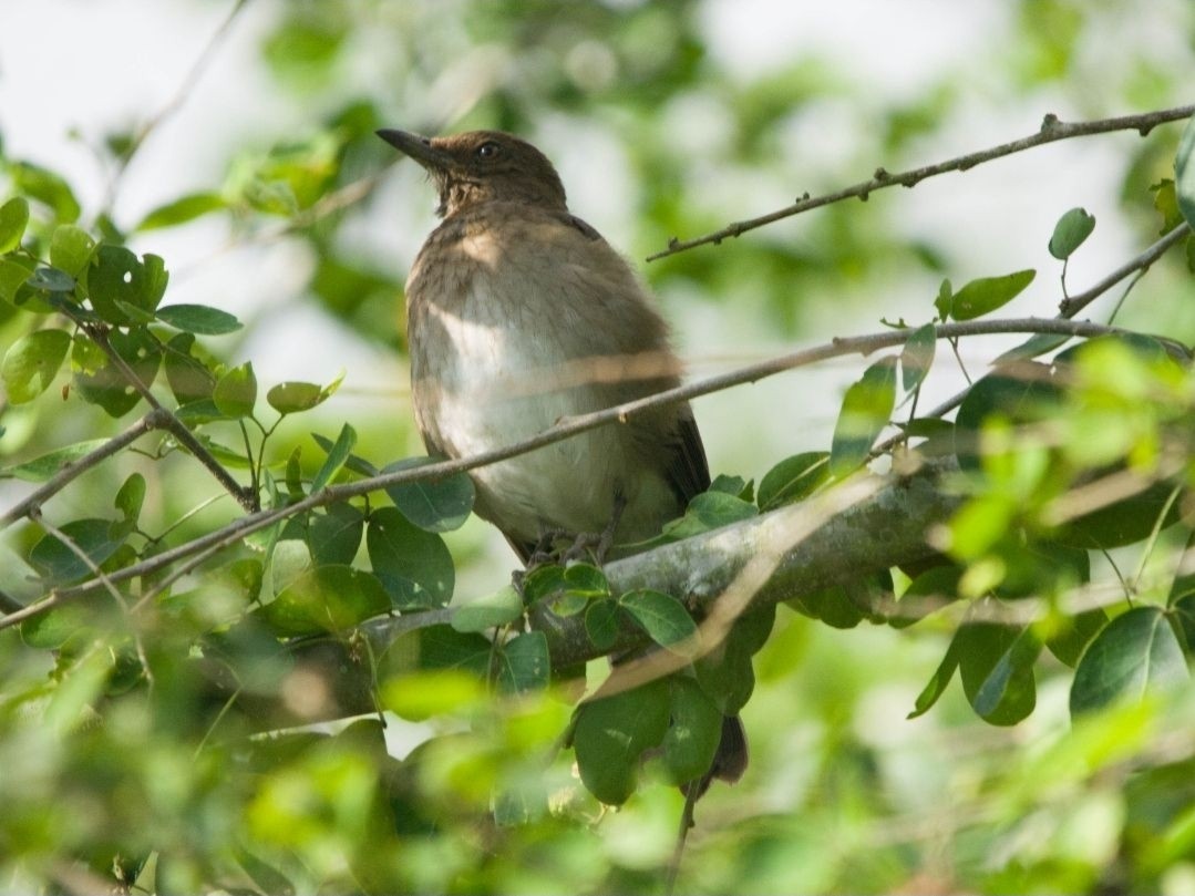 Black-billed Thrush - ML646131084