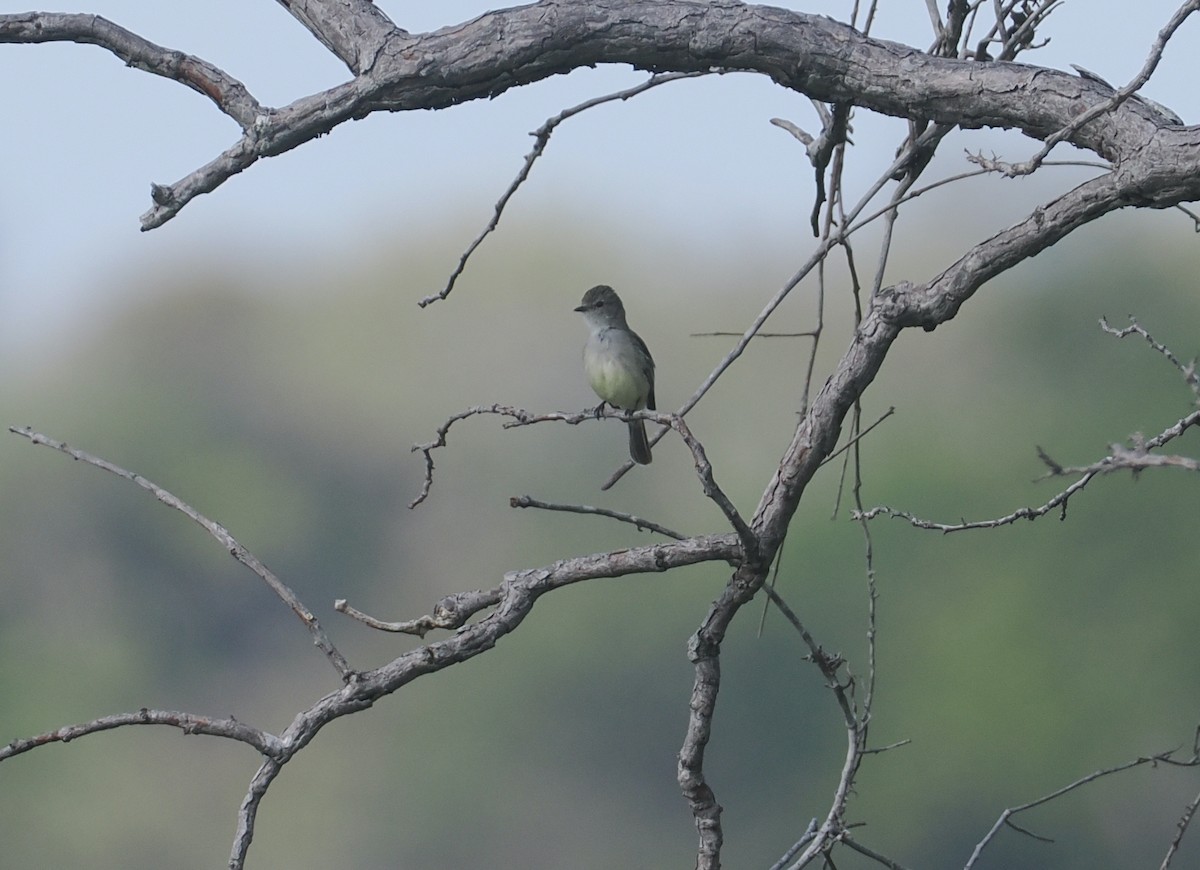Тиранчик-короткодзьоб південний - ML646131086