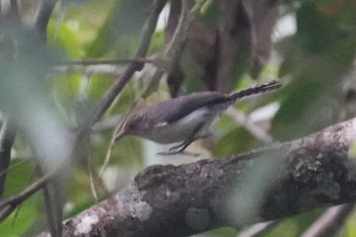 Gray-mantled Wren - ML646131090